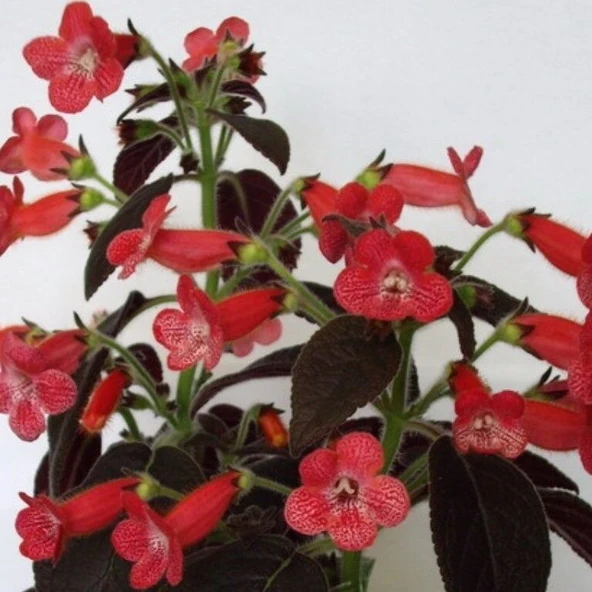 Koleksiyonluk Dark Shadow  Kohleria  Japon Küpelisi Çiçeği Fidesi (Mini Potta) ürün görseli 1