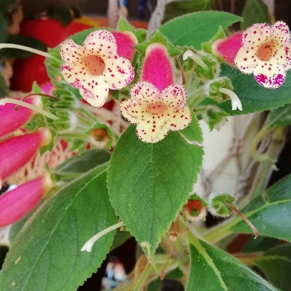 Koleksiyonluk Yf's Lysia Kohleria Japon Küpelisi Çiçeği Fidesi (Mini Potta) ürün görseli 1