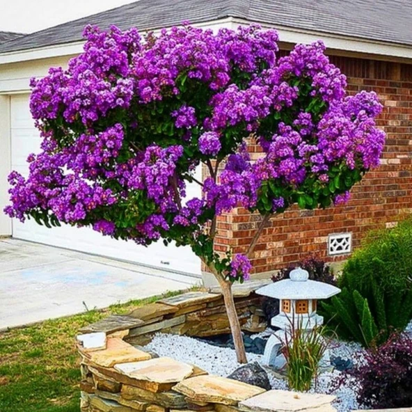 Soğuklara Dayanıklı Tüplü Lagerstromia İndica Mor Renkli Oya Ağacı Fidanı ürün görseli