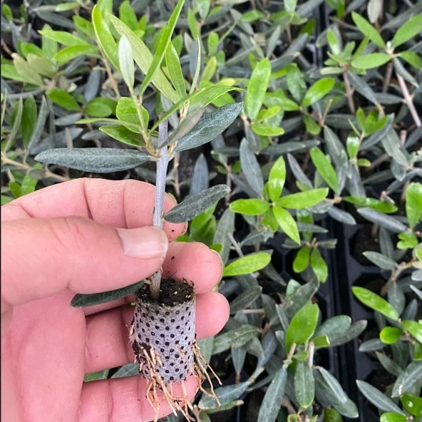 Nikah Düğün Organizasyon İçin Hediyelik Paper Potta Bodur Zeytin Fidanı (100 adet) ürün görseli