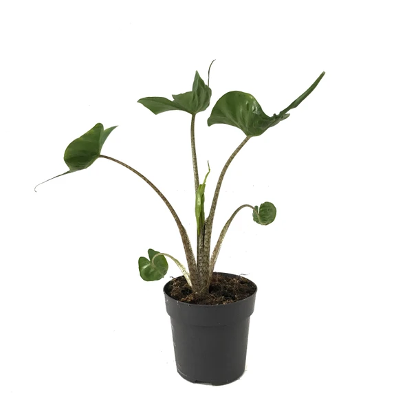 Alocasia Macrorrhiza 'Stingray' (Fil Kulağı) ürün görseli
