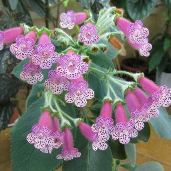 Koleksiyonluk Thads Uncle Ron Kohleria  Japon Küpelisi Çiçeği Fidesi (Mini Potta) ürün görseli 1