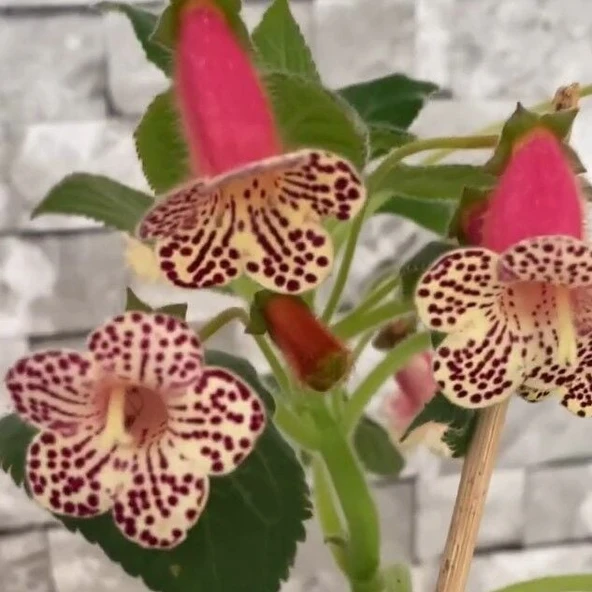 Koleksiyonluk Rf's 3 Kohleria Çiçeği Fidesi  Kohleria Japon Küpelisi Çiçeği Fidesi (Mini Potta) ürün görseli 1