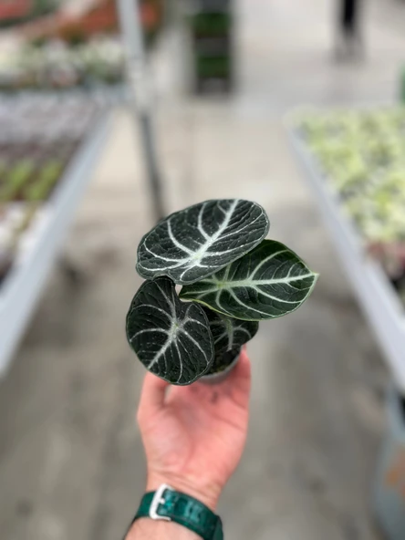 Alocasia Reginula 'Ninja' (Fil Kulağı) - Resim 3