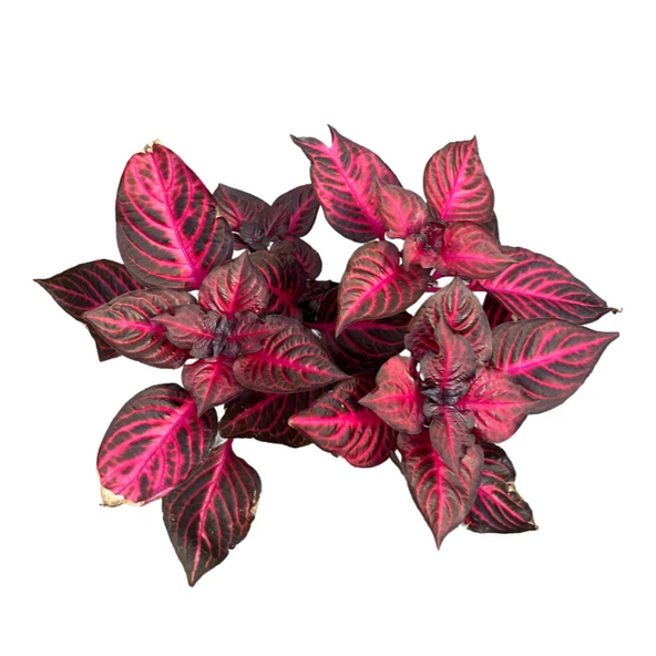 Iresine Herbstii 'Rich Redstar' (Çingene Şalvarı Çiçeği) - Resim 2