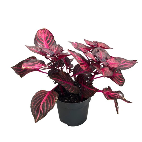 Iresine Herbstii 'Rich Redstar' (Çingene Şalvarı Çiçeği) ürün görseli