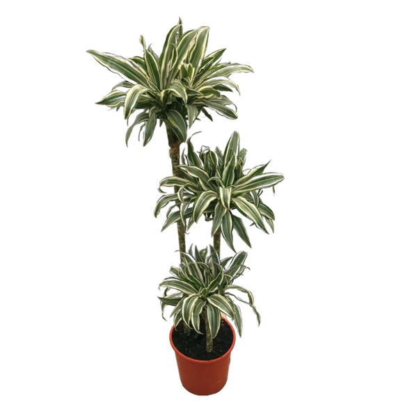 Dracaena Fragrans 'White Jewel' ürün görseli