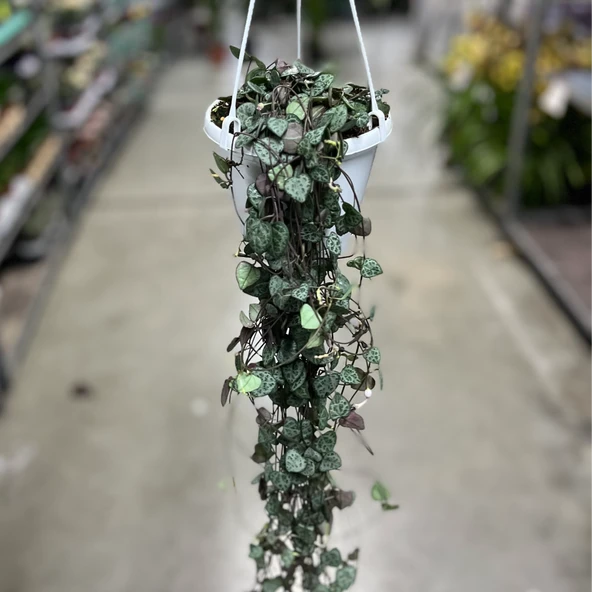 Ceropegia Woodii (Kalp Kalbe Karşı Çiçeği) - Resim 3