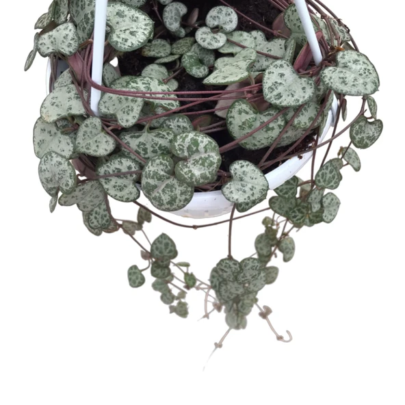 Ceropegia Woodii (Kalp Kalbe Karşı Çiçeği) - Resim 2