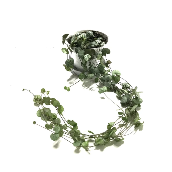 Ceropegia Woodii (Kalp Kalbe Karşı Çiçeği) ürün görseli