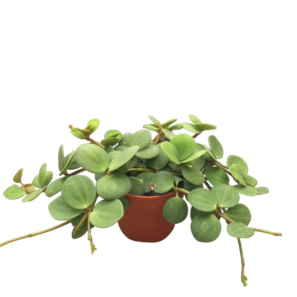 Peperomia Tetraphylla 'Hope' (Umut Sarmaşığı) ürün görseli