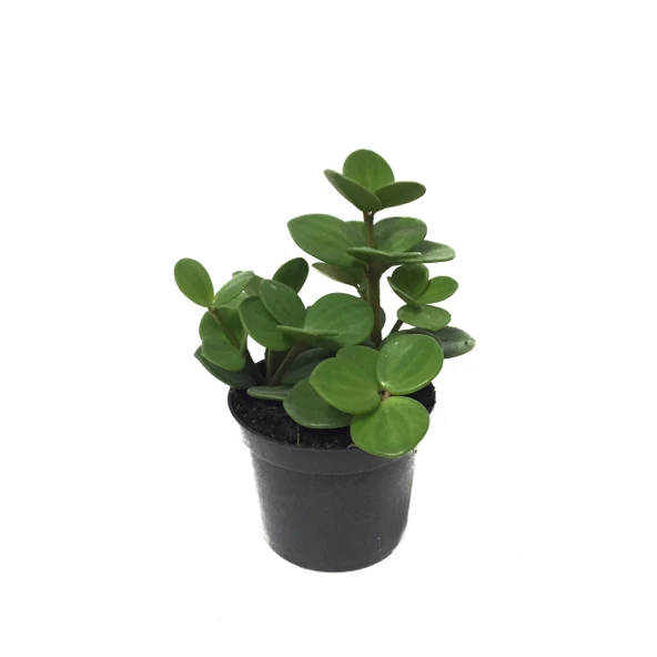 Peperomia Tetraphylla 'Hope' (Umut Sarmaşığı) ürün görseli