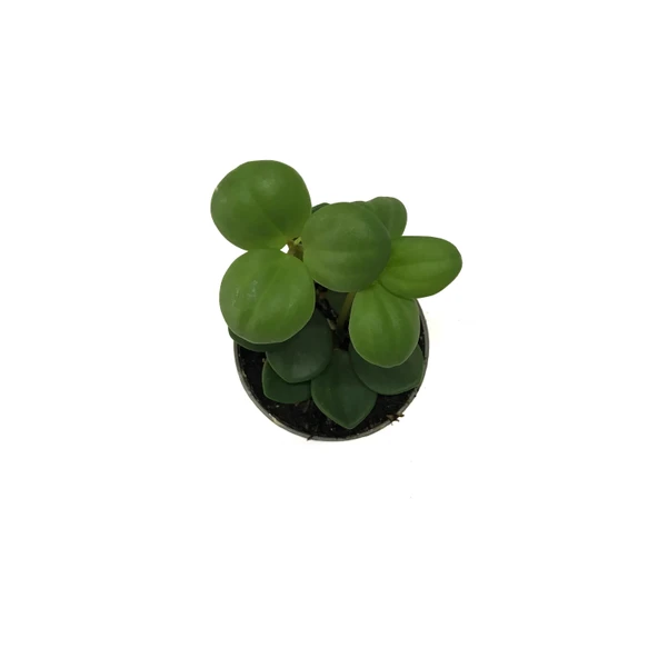 Peperomia Tetraphylla 'Hope' (Umut Sarmaşığı) - Resim 2
