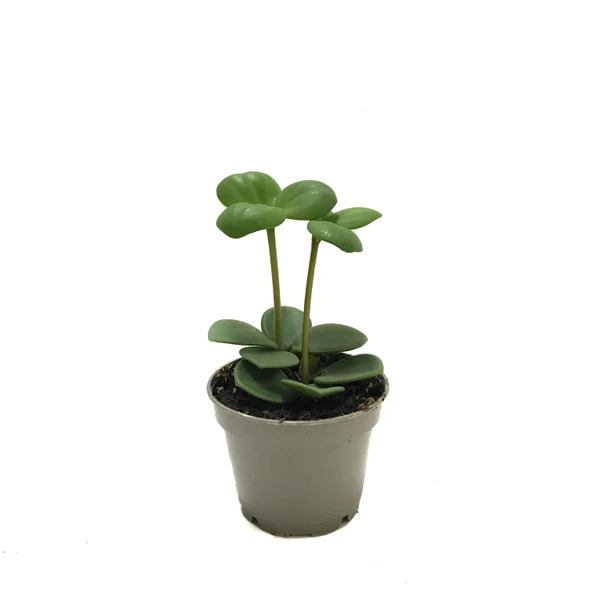 Peperomia Tetraphylla 'Hope' (Umut Sarmaşığı) ürün görseli