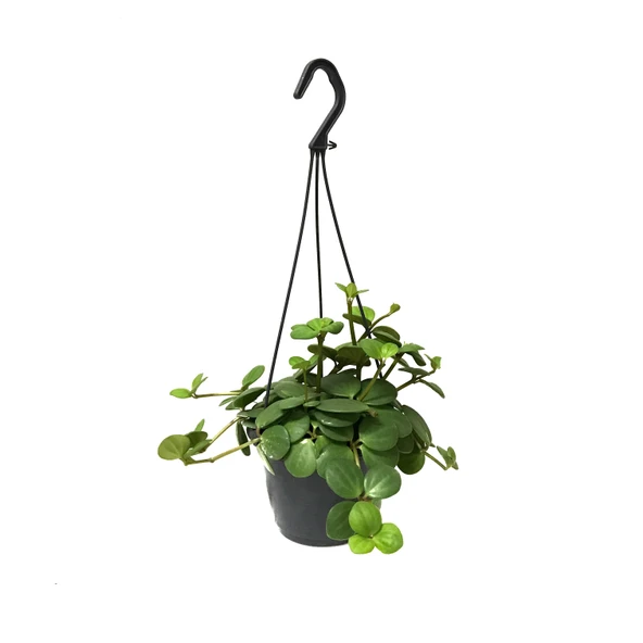 Peperomia Tetraphylla 'Hope' (Umut Sarmaşığı) ürün görseli