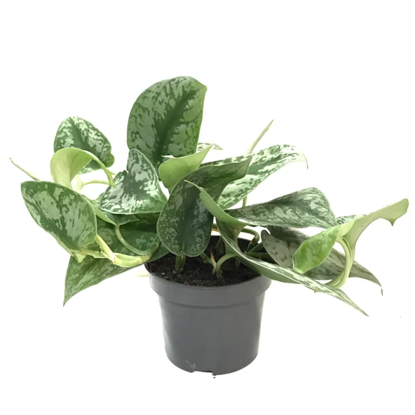 Scindapsus Pictus 'Exotica' (Potos Sarmaşığı) ürün görseli