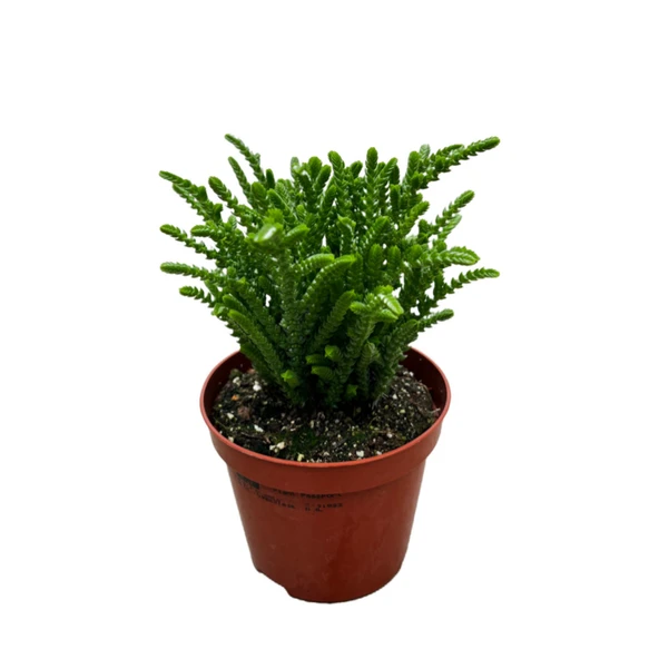 Crassula Lycopodioides (Sukulent) ürün görseli