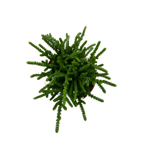 Crassula Lycopodioides (Sukulent) - Resim 2
