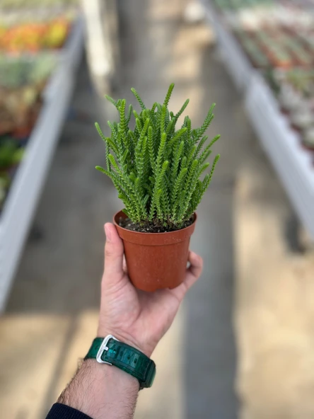 Crassula Lycopodioides (Sukulent) - Resim 3