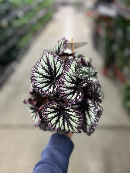 Begonia Rex 'Yamileth' (Begonya) - Resim 3