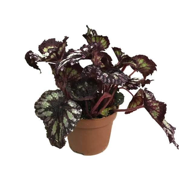 Begonia Rex 'Yamileth' (Begonya) ürün görseli