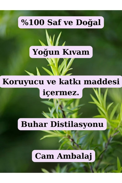 Antik Şifa Çay ağacı hidrosolü 100ml- %100 Doğal Çay ağacı suyu - Resim 2