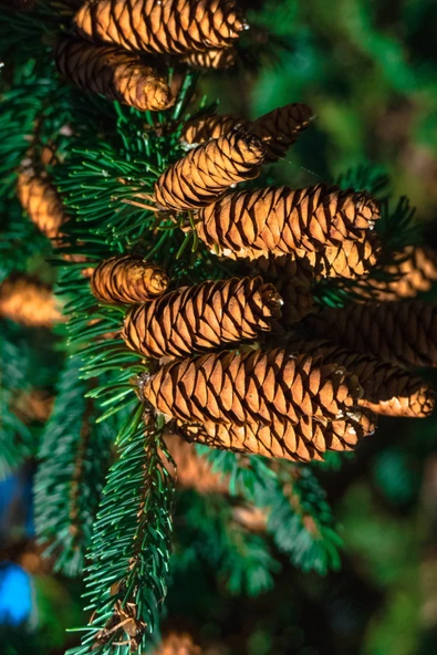 Antik Şifa Çam Kozalağı Sirkesi ve Elma Sirkesi ( 250 ml + 250 ml ) - Doğal Fermente - Resim 6