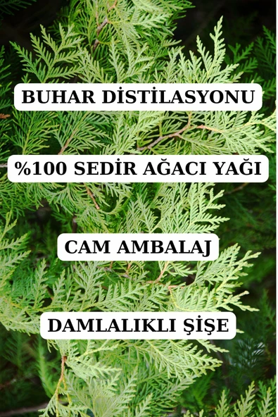 Antik Şifa Sedir Ağacı Yağı - 10 ml (SEYRELTİLMEMİŞ, DOĞAL UÇUCU YAĞ) - Resim 3