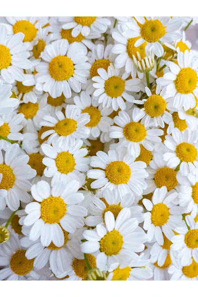 Antik Şifa Papatya Hidrosolü (100 ML)- %100 Seyreltilmemiş, Doğal Papatya Suyu - Resim 4