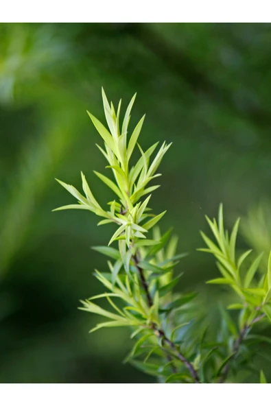 Antik Şifa Çay ağacı hidrosolü 100ml- %100 Doğal Çay ağacı suyu - Resim 3