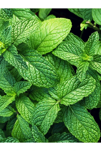 Antik Şifa Saf Nane Hidrosolü 100 Ml - (nane Suyu) - Resim 3