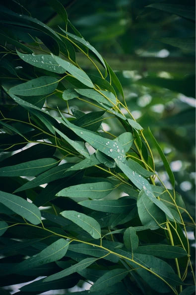 Antik Şifa %100 Saf Okaliptus Uçucu Yağı - 20 Ml (seyreltilmemiş) - Resim 2