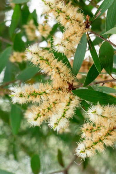 Antik Şifa (2X10ML)- %100 Saf Seyreltilmemiş Niaouli Uçucu Yağı - Resim 3