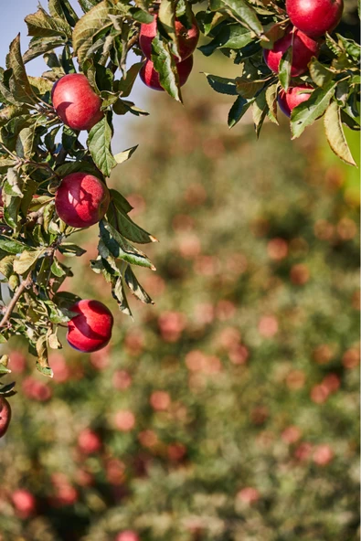 Antik Şifa Elma Sirkesi ve Kızılcık Sirkesi ( 250 ml + 250 ml ) - Doğal Fermente - Resim 6