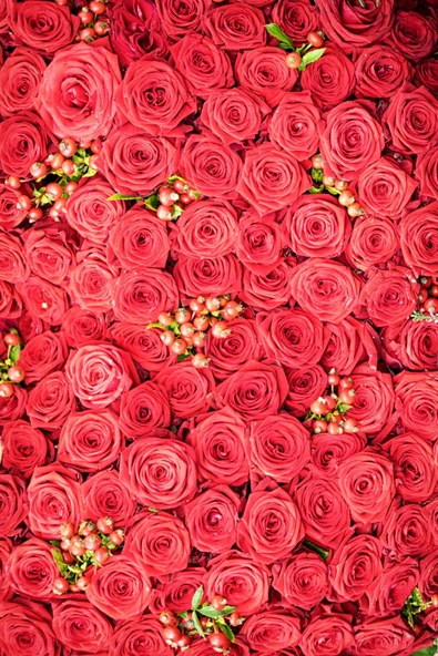 Antik Şifa Gül Suyu 300 ml - Saf Tam Yağlı Gül Hidrosolü Tonik (3 X 100 ML) - Resim 3