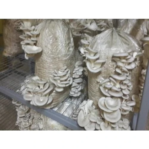 İSTİRİDYE MANTAR TOHUMU 10 KİLO - Resim 4