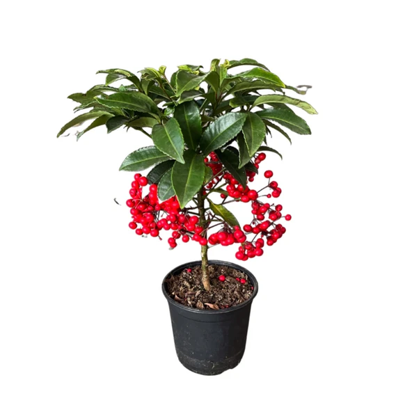 Ardisia Crenata (Ateş Kirazı) ürün görseli
