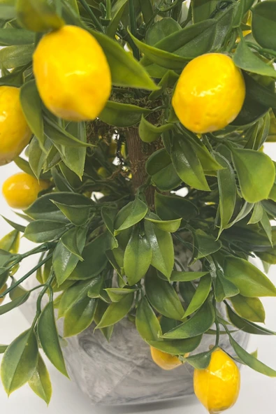 Geometrik Mermer Desenli Beton Saksıda Limon Ağacı - 2