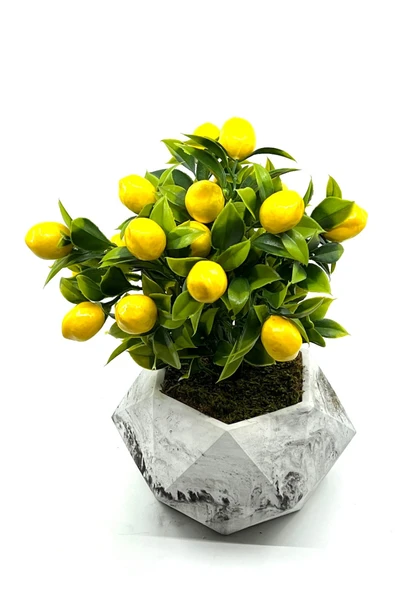 Mermer Desenli Geometrik Beton Saksıda Limon Ağacı 35cm - 2