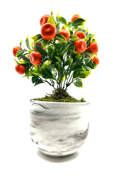 Mermer Görünümlü Beton Saksıda Mandalina Ağacı 35cm - 4