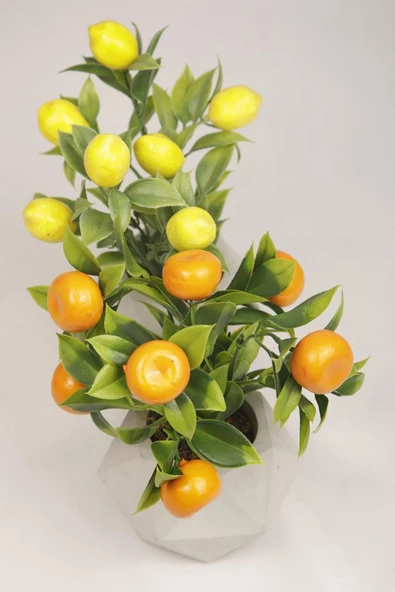 Yapay Bitki Geometrik Beton Saksıda Dekoratif Limon Ve Portakal Ağacı Tanzimi - 2