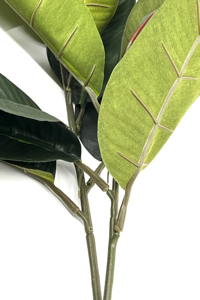 2 Dal Yapay Ficus Elasticos Kauçuk Ağacı Çiçeği 60 Cm - 3