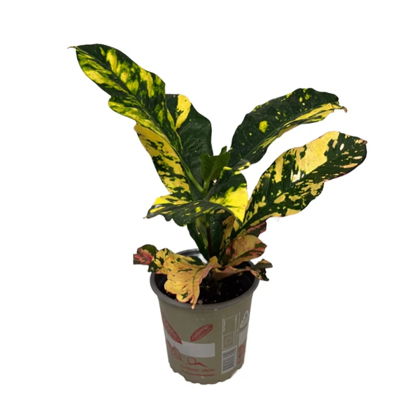 Codiaeum Variegatum 'Magnificent' (Kraton Çiçeği) ürün görseli