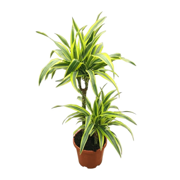 Dracaena Fragrans 'Lemon Lime' ürün görseli
