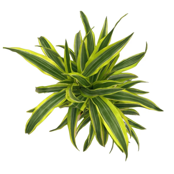 Dracaena Fragrans 'Lemon Lime' - Resim 2