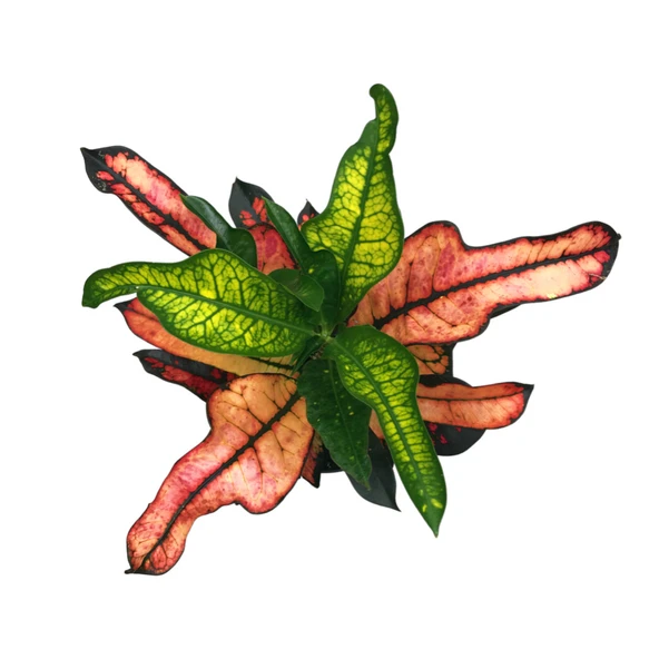 Codiaeum Variegatum 'Wilma' (Kraton Çiçeği) - Resim 2