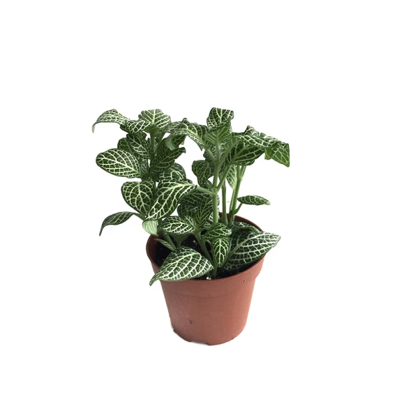 Fittonia - Beyaz (Fitonya Çiçeği) ürün görseli