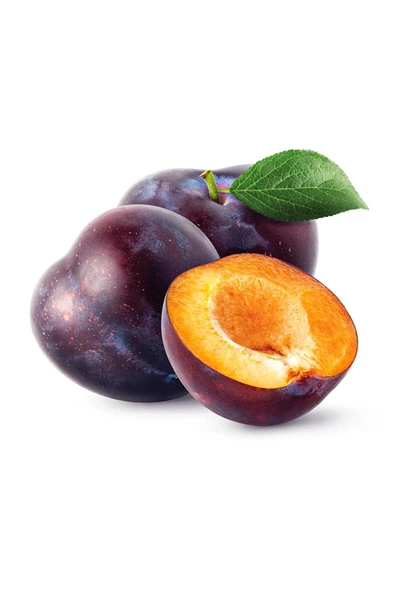 3 YAŞ TÜPLÜ ANEGLİNO(ANJELİKA) JAPON ERİĞİ FİDANI BOY 150CM+ ürün görseli 1