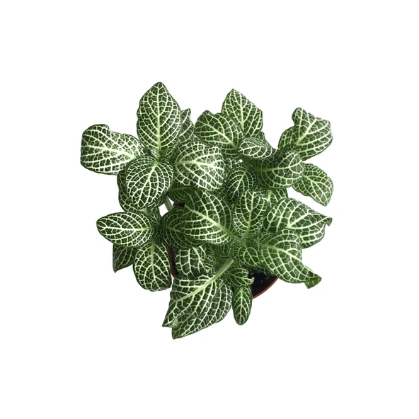 Fittonia - Beyaz (Fitonya Çiçeği) - Resim 2