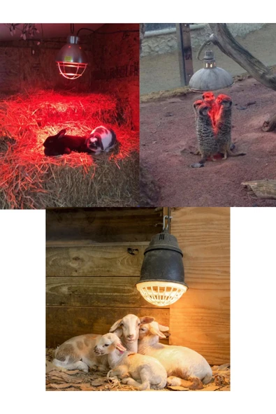 (6 Adet) 250W Kızılötesi Isıtıcılı Hayvan Isıtma ve Kuluçka Lambası (Kırmızı Işık) E27 (Kalın Duy) - 3
